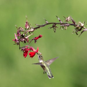 Hummingbirds!